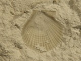 Lyropecten